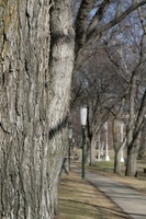 Legislature Trees